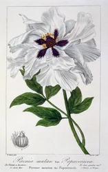 Paeonia suffruticosa, 1836 (håndfarvet gravering)